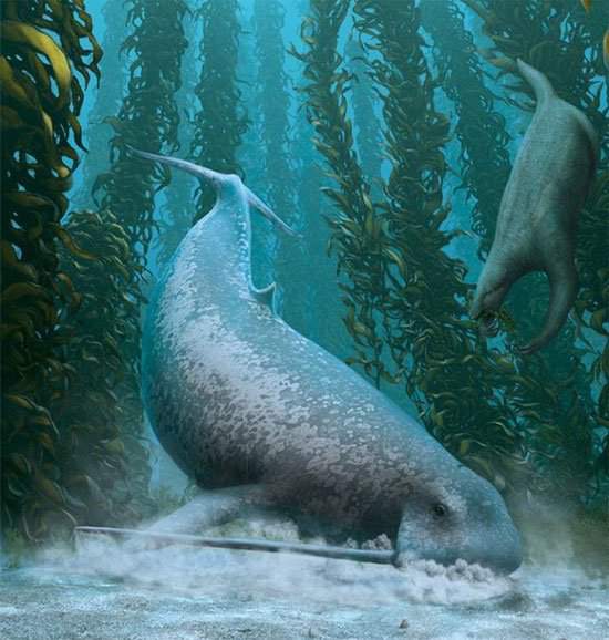 Odobenocetops: Loài cá voi kỳ lạ có cặp ngà bên dài bên ngắn 6