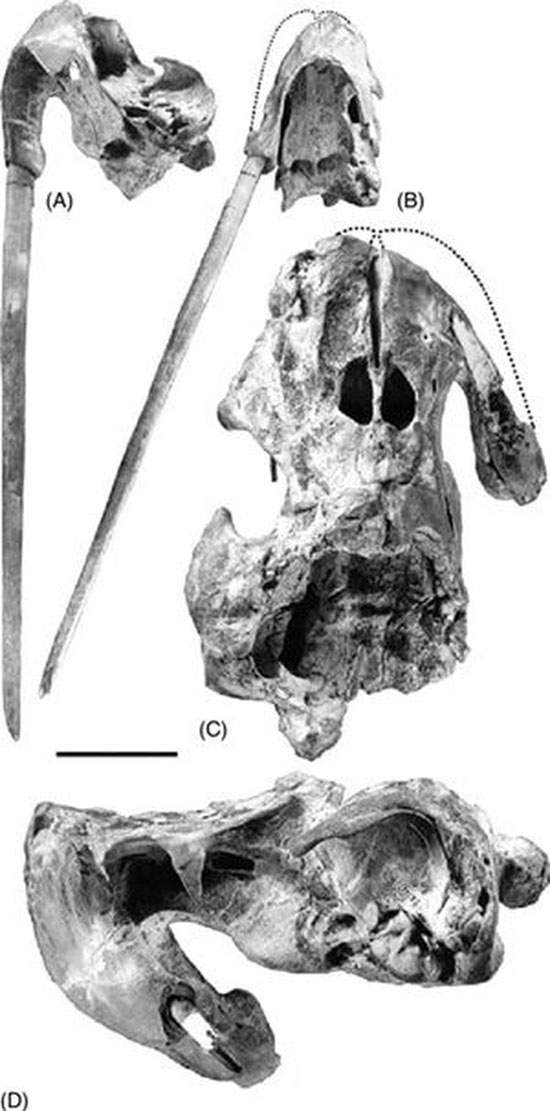 Odobenocetops: Loài cá voi kỳ lạ có cặp ngà bên dài bên ngắn 3