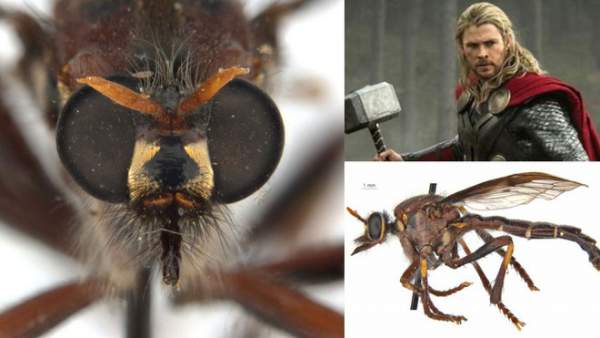 Phát hiện 5 loài ruồi sát thủ mới, đặt tên theo vũ trụ điện ảnh Marvel 2