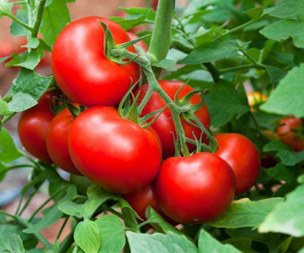 Cà chua là trái cây hay rau củ? Câu hỏi nhiều khi gây rất nhiều tranh cãi 2