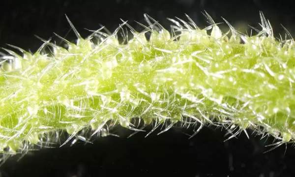 Loài thực vật tiết chất độc như bọ cạp 2