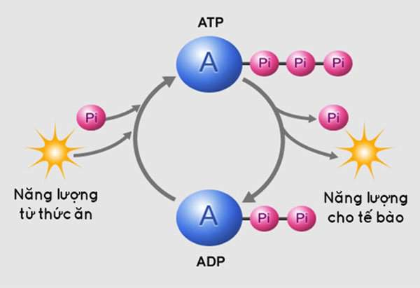 Tại sao chúng ta cần phải ngủ? 2