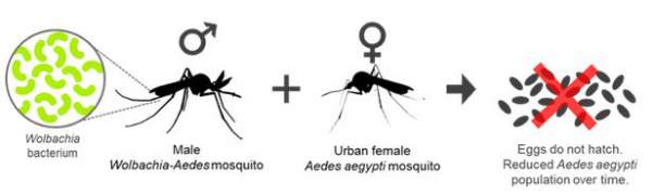 Kỷ lục: Nhà nghiên cứu cho 5.000 con muỗi đốt trong một ngày vì khoa học 2