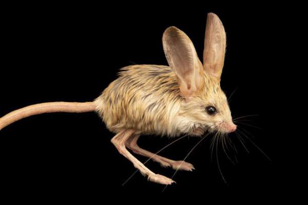Loài vật tí hon kỳ lạ này trông giống như sự pha trộn giữa chuột, thỏ, lợn và một con chuột túi 3