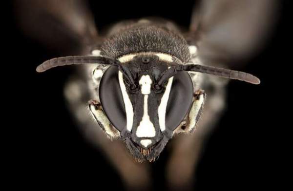Loài ong quý hiếm của Úc tưởng tuyệt chủng gần 1 thế kỷ bất ngờ tái xuất 2