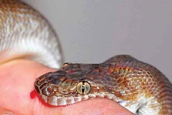 Loài rắn độc nhất Trung Quốc: 1 miligam nọc là đủ giết người, hổ mang chúa cũng phải khiếp sợ 3