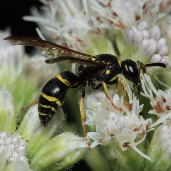 Loài ong "lưu manh", học "ngôn ngữ" của loài ong khác rồi trà trộn vào tổ để thực hiện âm mưu thâm hiểm 2