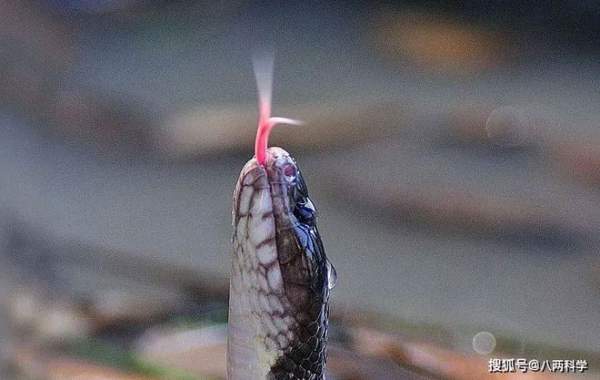 Loài rắn độc nhất Trung Quốc: 1 miligam nọc là đủ giết người, hổ mang chúa cũng phải khiếp sợ 2