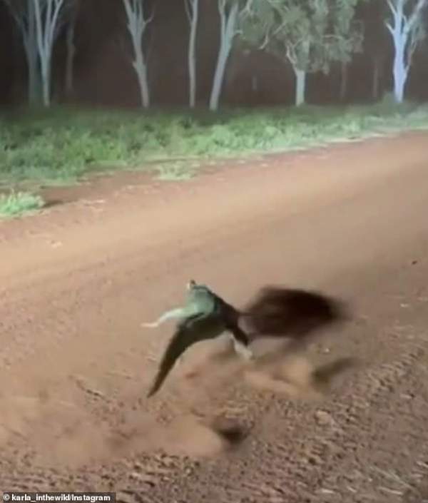 Kinh ngạc với khả năng “chạy như bay” trên cạn của cá sấu 2