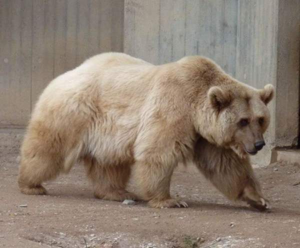 Gấu xám trắng “cực hiếm” và cuộc tình ngang trái xuyên địa lý trong bối cảnh biến đổi khí hậu toàn cầu 2