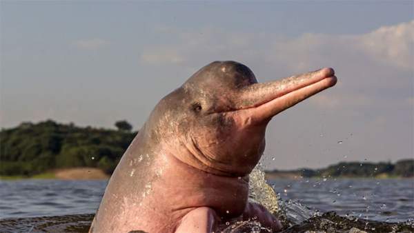 Tại sao cá heo sông Amazon có màu hồng? 3