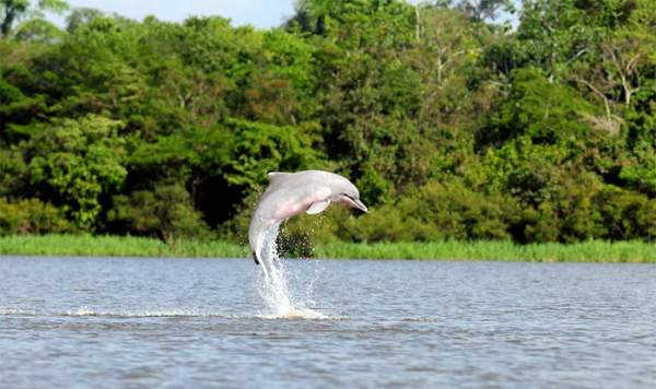 Tại sao cá heo sông Amazon có màu hồng? 5