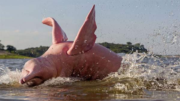 Tại sao cá heo sông Amazon có màu hồng? 2