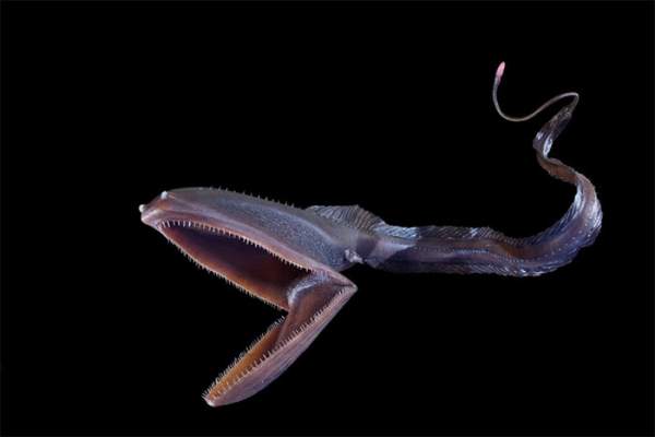 Đâu là lời giải cho hình thù "quái dị" của những loài cá sống dưới vùng biển sâu? 2