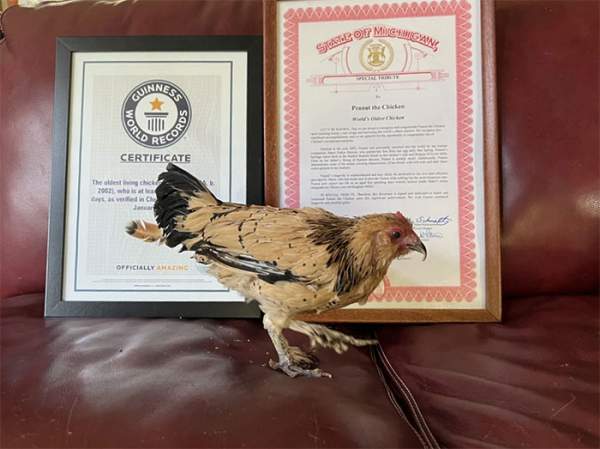 Con gà sống thọ 21 tuổi được trao kỷ lục Guinness 2