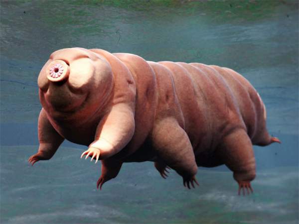 Bí mật của tardigrade bất tử: Một sinh vật không sợ bất kỳ thử thách nào! 1