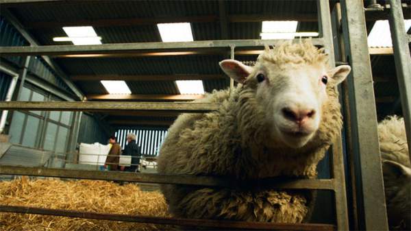 Chuyện gì đã xảy ra với cừu Dolly và bản sao của nó? 3