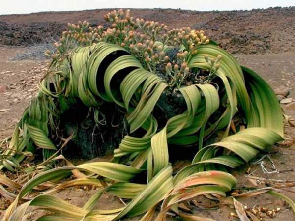 Welwitschia mirabilis: Loài thực vật cổ xưa có khả năng tồn tại hàng nghìn năm 4