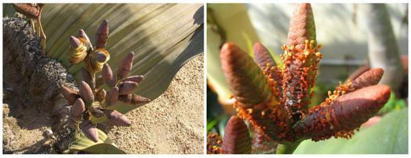 Welwitschia mirabilis: Loài thực vật cổ xưa có khả năng tồn tại hàng nghìn năm 3