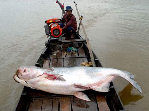 Những loài cá khổng lồ của sông Mekong 2