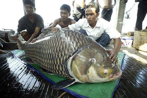 Những loài cá khổng lồ của sông Mekong 5