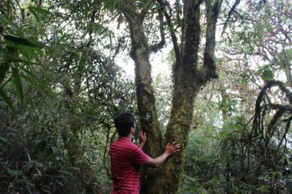 Độc lạ loài cây nghìn năm tuổi ở Việt Nam: Chỉ còn 60 gốc, giá thành phẩm 680 triệu đồng/kg! 3