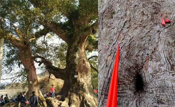 Bí ẩn "cây ôm tượng Phật" ở Trung Quốc: Chuyên gia giải mã từ câu chuyện già làng kể lại 4