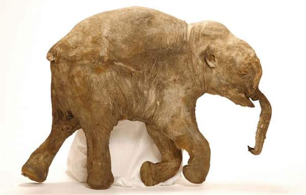 Xác voi Ma mút 42.000 năm tuổi xuất hiện trước công chúng 2