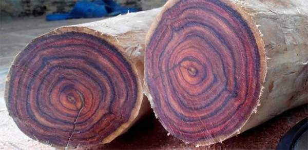 12 loại gỗ quý hiếm và đắt nhất trên thế giới 11