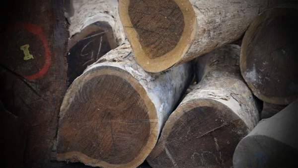 Lignum Vitae - Một trong những loài gỗ quý hiếm, đắt đỏ nhất thế giới được người châu Âu ưa chuộng 2
