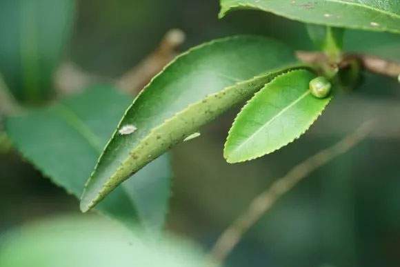 Độc lạ loại cây cứ bị bọ cắn là tăng giá gấp 13 lần, Việt Nam chỉ vài tỉnh trồng được 5