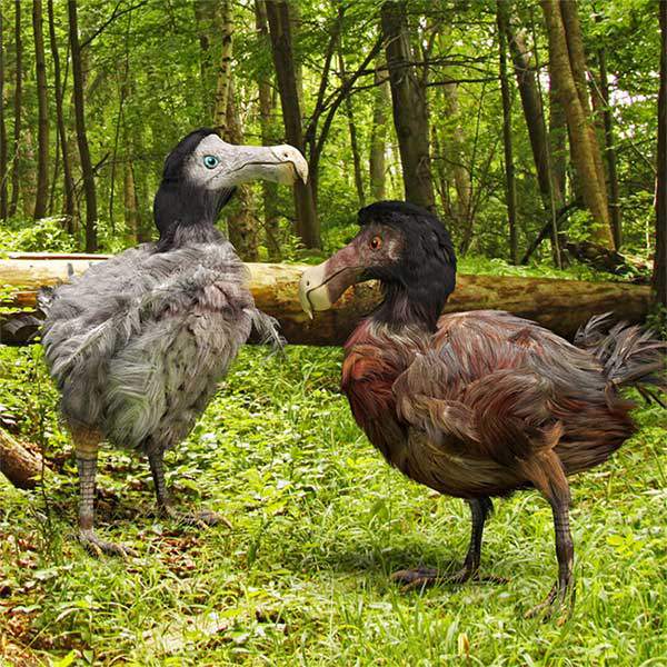 Các nhà khoa học có kế hoạch hồi sinh chim Dodo, nhưng chính xác thì họ làm điều đó như thế nào? 3