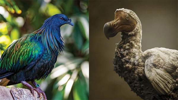 Các nhà khoa học có kế hoạch hồi sinh chim Dodo, nhưng chính xác thì họ làm điều đó như thế nào? 4