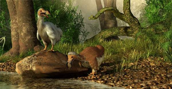 Các nhà khoa học có kế hoạch hồi sinh chim Dodo, nhưng chính xác thì họ làm điều đó như thế nào? 5