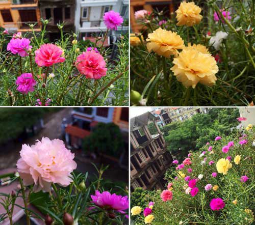 2014 - chị em mê đắm những vườn hoa rực sắc 8