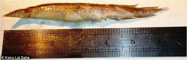 Hy hữu cá sống dài 16cm mắc kẹt trong cổ họng