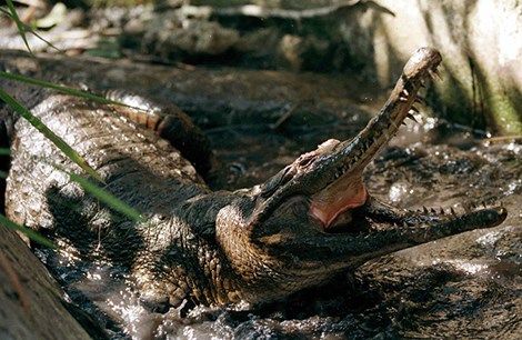 Ít nhất 56 người chết vì bia có độc mật cá sấu