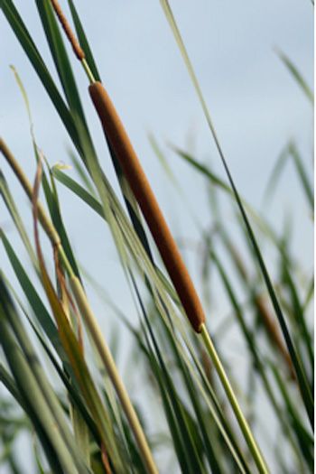 Bồ Hoàng – Cây cỏ giúp phòng ngừa xơ vữa và tắc nghẽn mạch vành