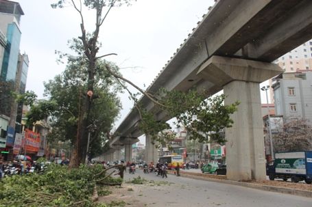 Chặt hạ những cây cổ thụ cuối cùng trên đường Nguyễn Trãi