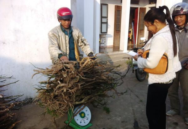 Làng trồng, buôn đinh lăng độc nhất Việt Nam