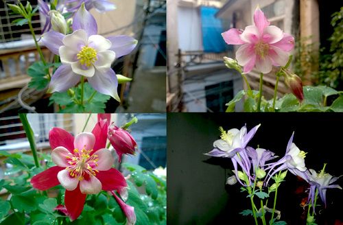 Triệu phú của trăm cây hoa đẹp - độc - lạ ở Hà Nội 15