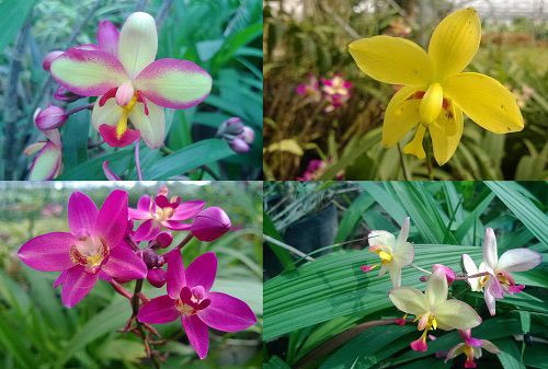 Triệu phú của trăm cây hoa đẹp - độc - lạ ở Hà Nội 24