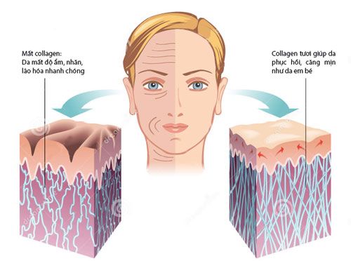 Làn da căng sáng nhờ collagen tươi 2