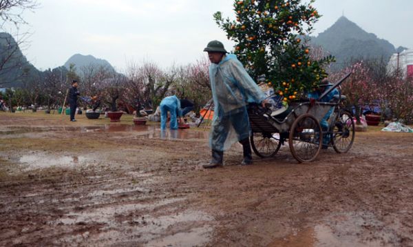 Chợ hoa xuân Hạ Long: Đào, mai tan tác dưới mưa rào 6