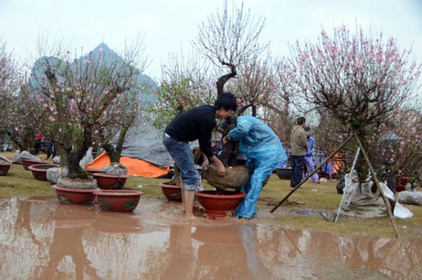 Chợ hoa xuân Hạ Long: Đào, mai tan tác dưới mưa rào 3