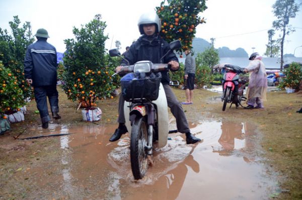 Chợ hoa xuân Hạ Long: Đào, mai tan tác dưới mưa rào 21
