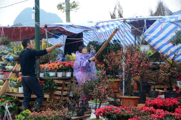 Chợ hoa xuân Hạ Long: Đào, mai tan tác dưới mưa rào 51