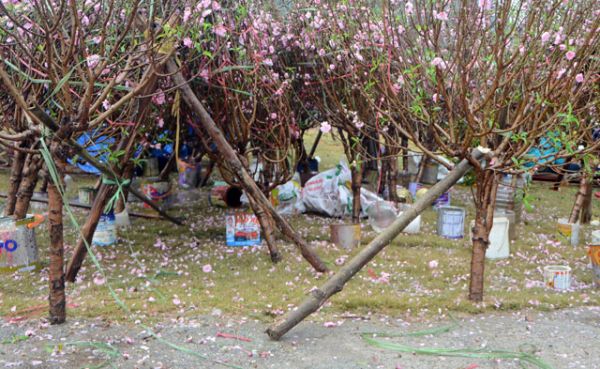 Chợ hoa xuân Hạ Long: Đào, mai tan tác dưới mưa rào 24