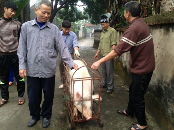 Chùm ảnh: Xem “đụng lợn” ngày Tết ở làng quê 3