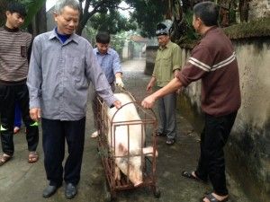 Chùm ảnh: Xem “đụng lợn” ngày Tết ở làng quê
